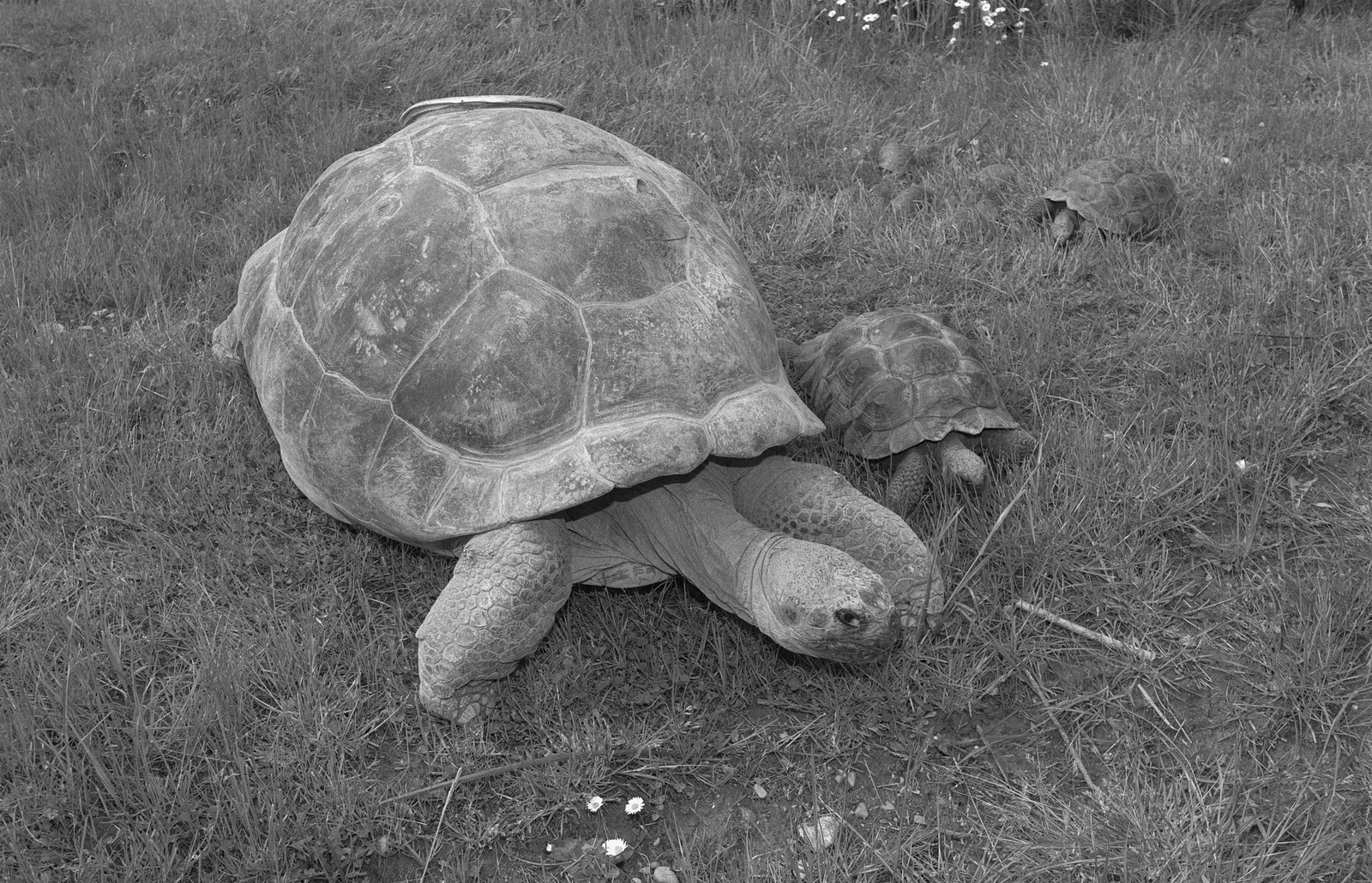 Zoo Zürich, Presseapéro, Galapagos-Schildkröten
