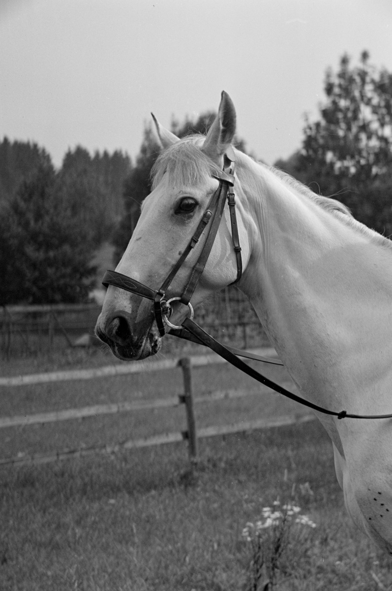 Pferd Mister des Herrn Dr. Amstein, Dübendorf