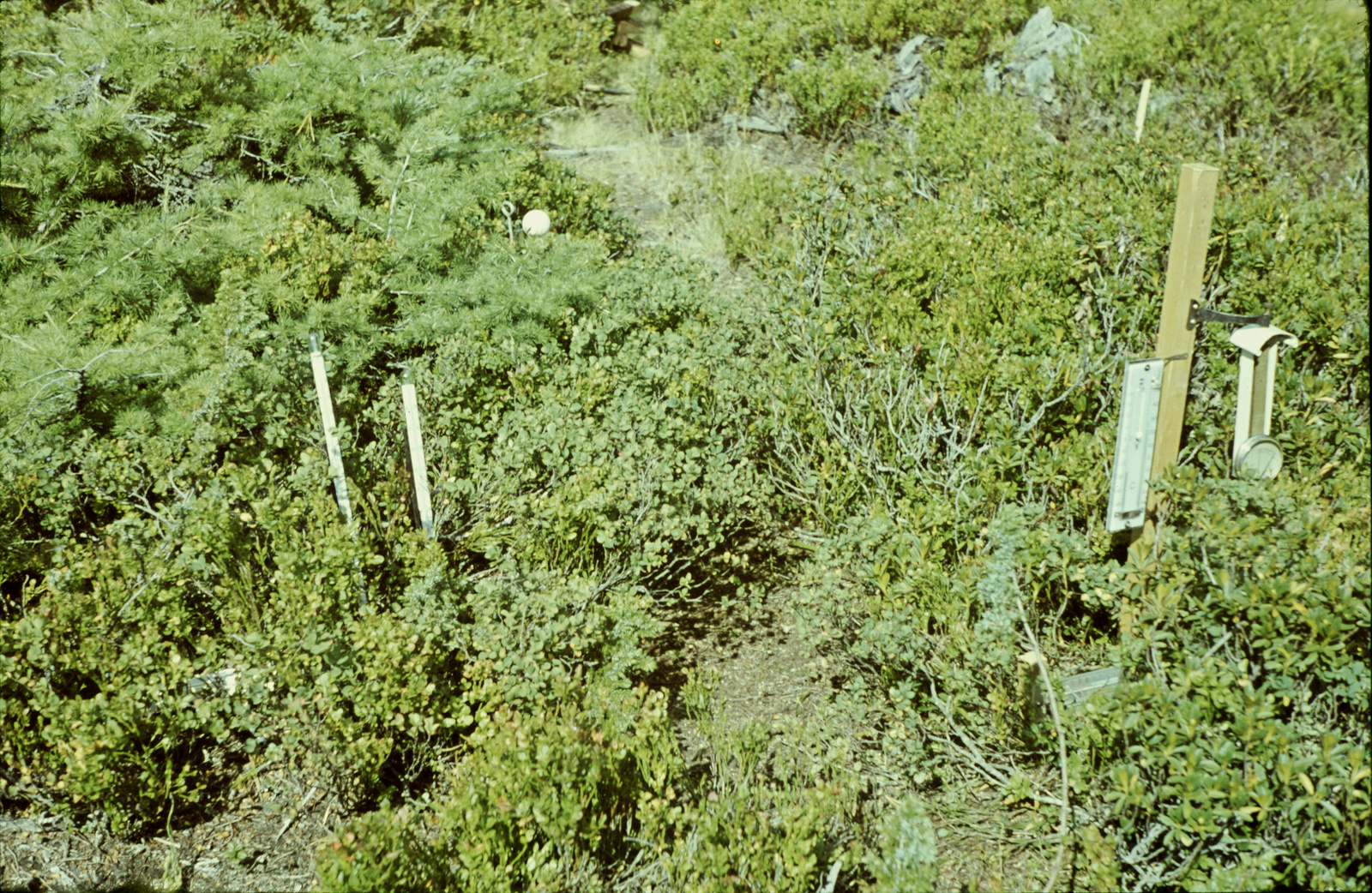 Aletschwald, Mikroklimatische Messtation, Rhodoreto-Vaccinietum, Mittlerer Aletschwald