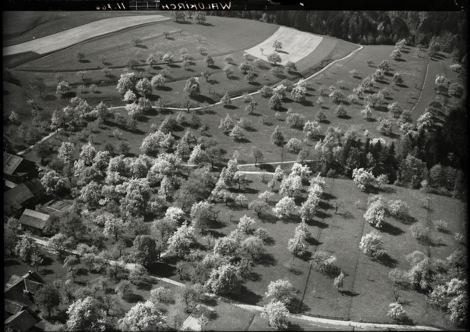 Vögeliberg bei Waldkirch, blühende Bäume