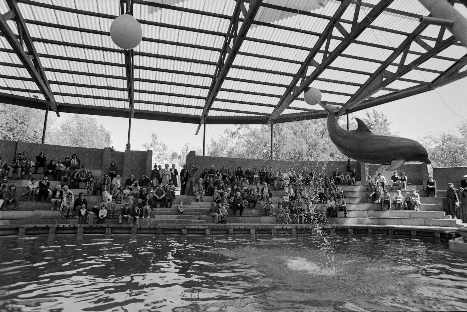Rapperswil, Kinderzoo, Delphine