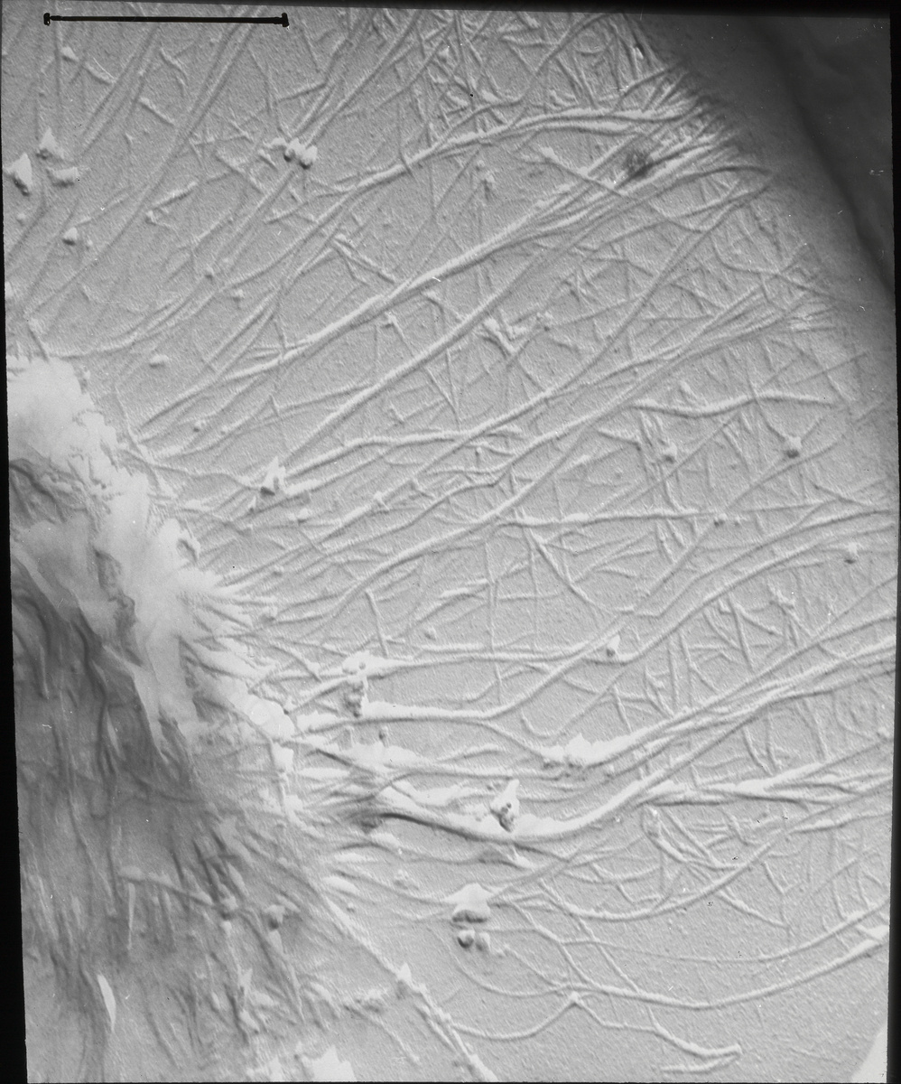 Anatomie, Hoftüpfel Tanne Schliesshaut gespalten