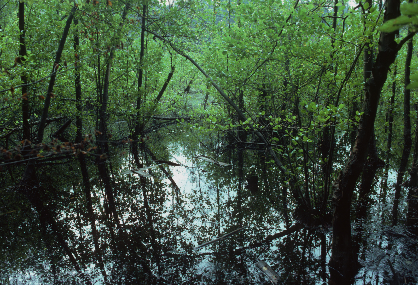 Moor Breitsee bei Möhlin