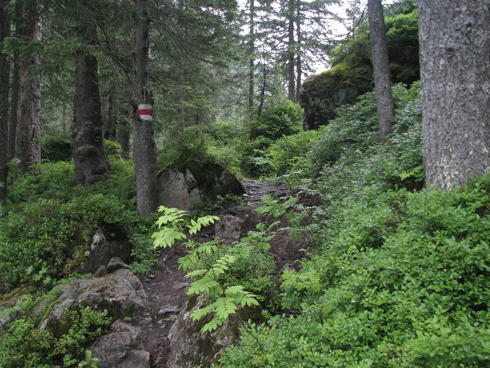 Lauterbrunnental, subalpiner Fichtenwald mit Heidelbeere