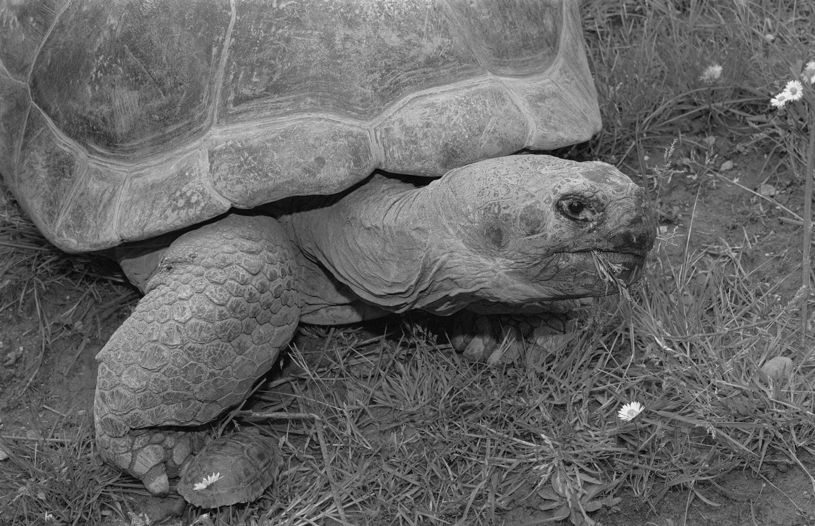 Zoo Zürich, Presseapéro, Galapagos-Schildkröten