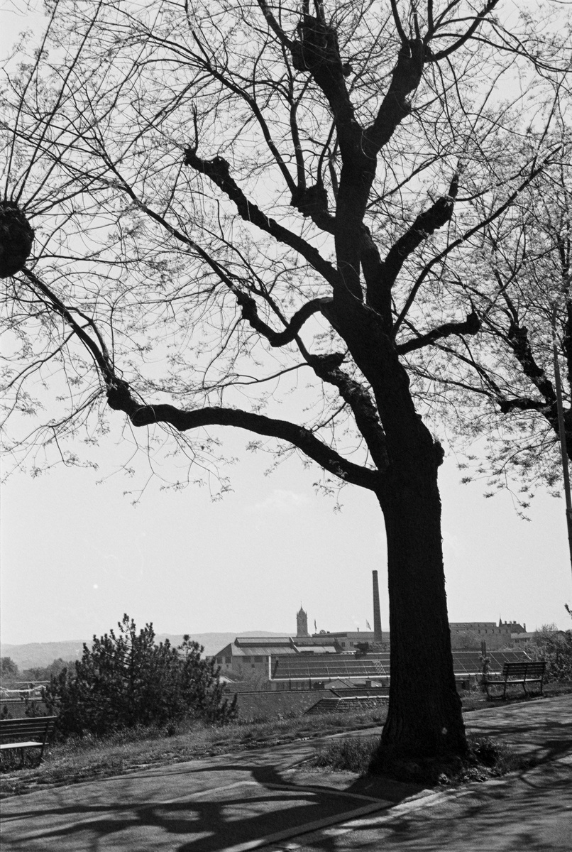 Zürich-Wiedikon, Weiden an der Wiedingstrasse, Blick nach Südosten (SE)