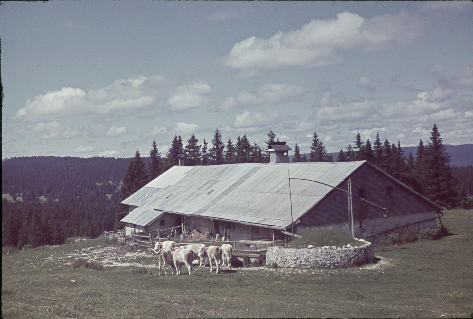 Sennhütte am Mont Tendre mit Cisterne und Simmentaler Vieh