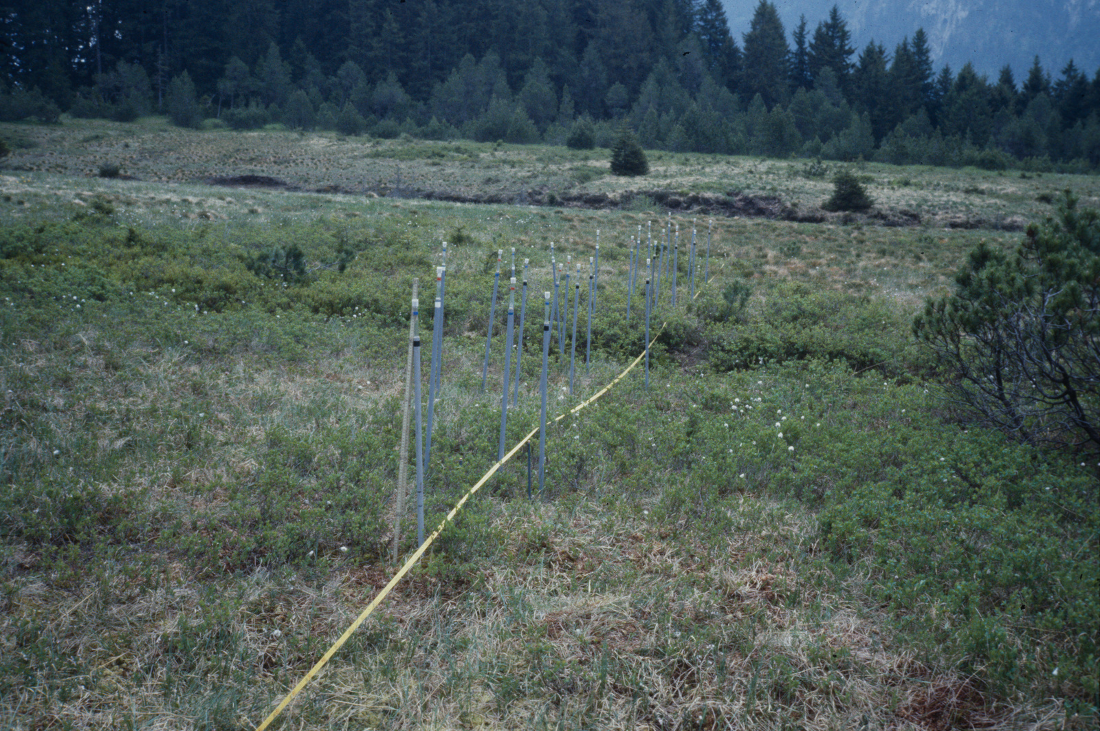 HM 150, Gamperfin, Turbenriet, Tischenriet, Gapels, Transsekt 42, Vegetationsaufnahmen, Blick nach Süden (S)