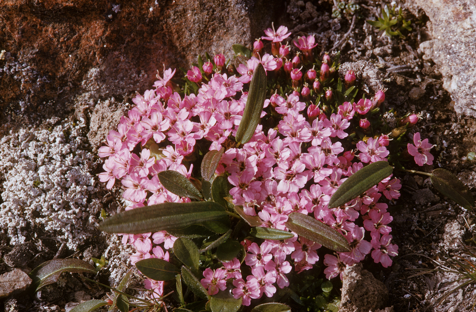 Grönland, Stengelloses Leimkraut, Silene acaulis (L.) Jacq.
