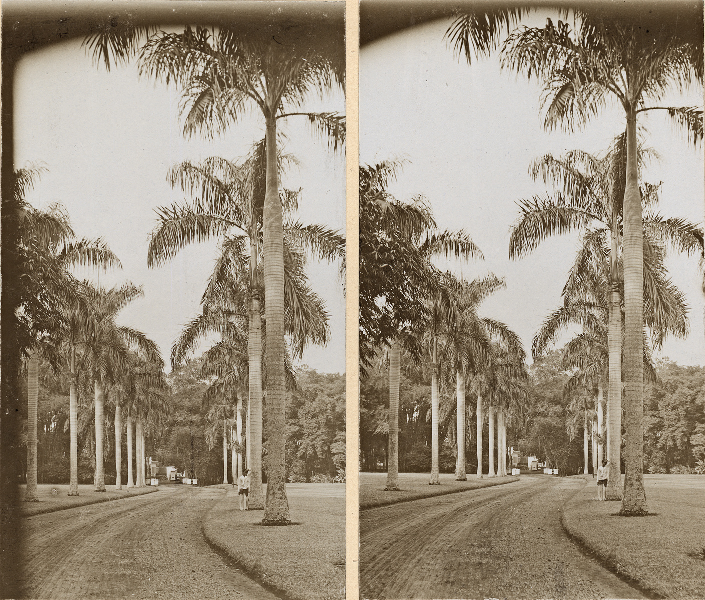 Buitenzorg, Botanischer Garten, 9jährige Allee v. Oreodoxa Regia