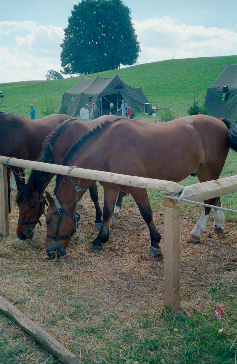 Saignelégier, Pferdefest Marché-Concours, Militärpferde