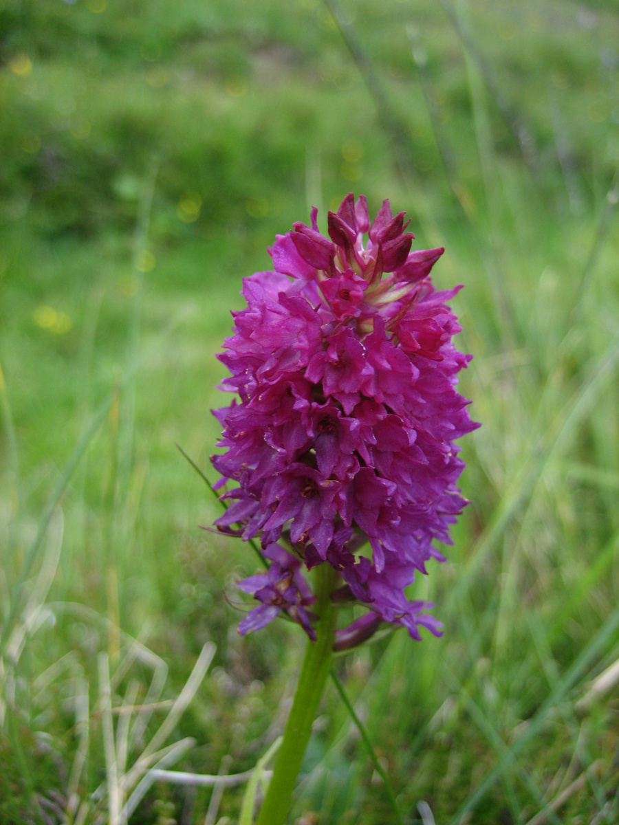 Vermuteter Orchideen-Zwitter