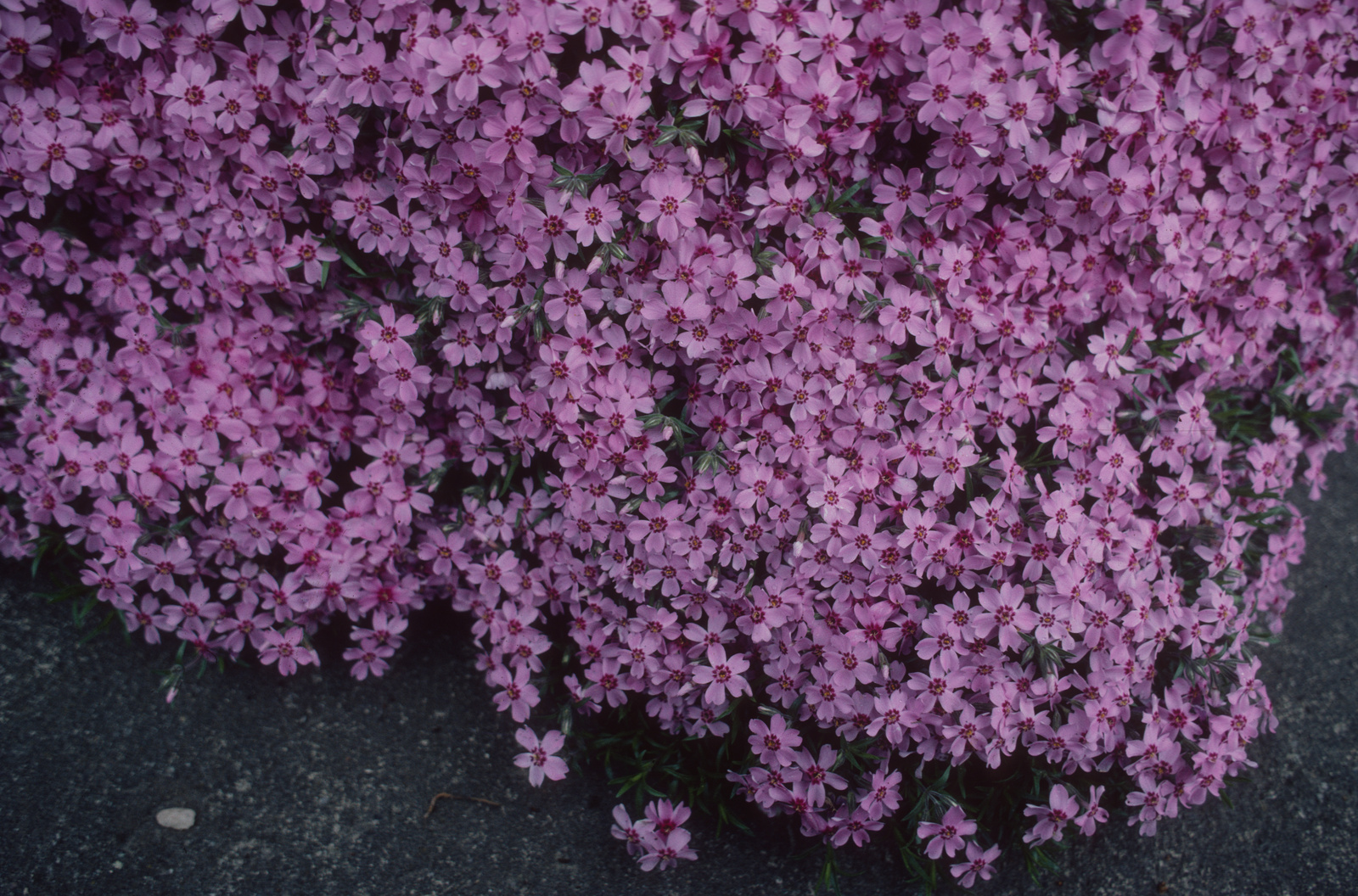 Polsterpflanzen, Zwerg-Phlox