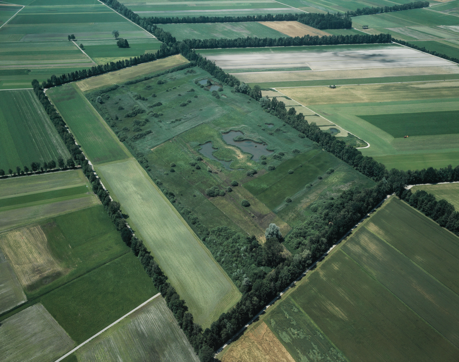 Wauwilermoos