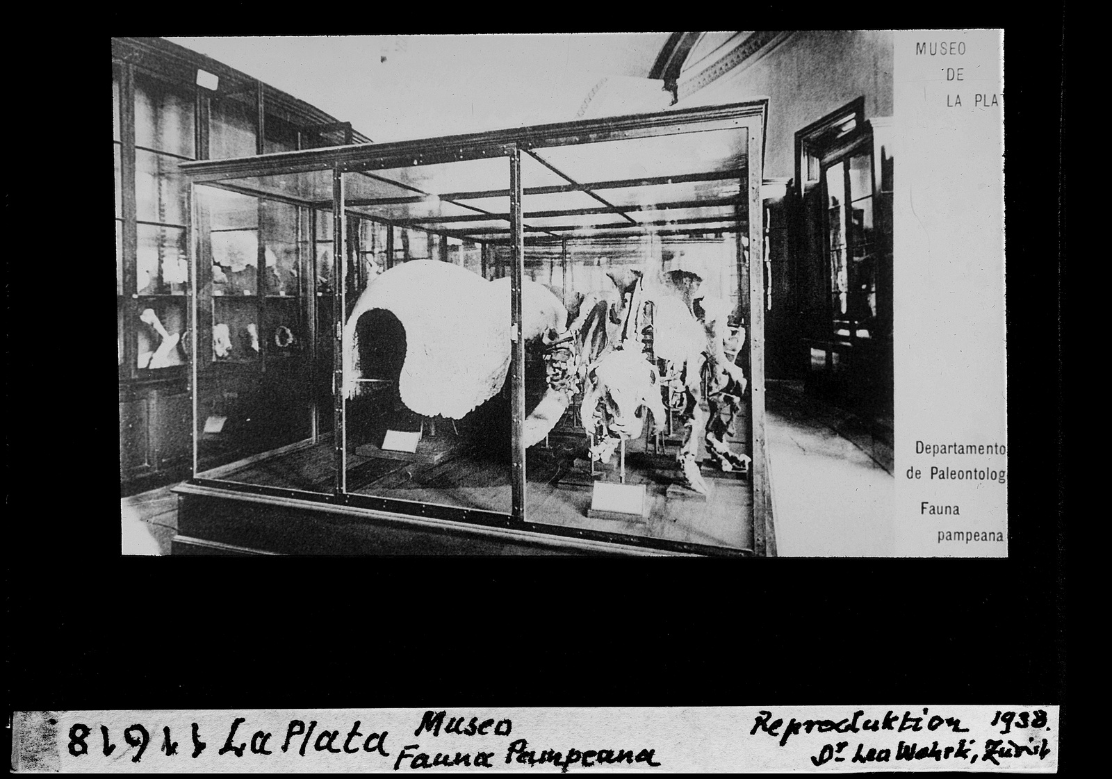 La Plata, Museo Fauna Pampeana