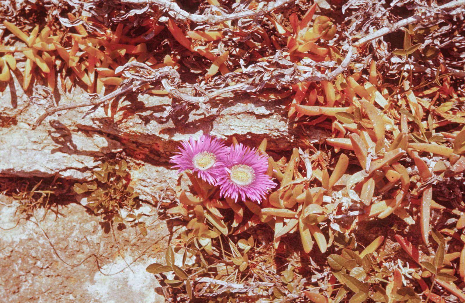 Blumen und Blüten: Hauswurz. Ischis