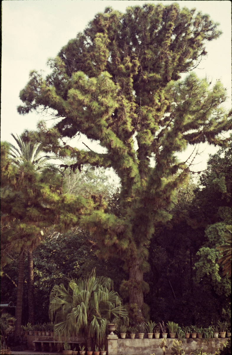 Palermo, Botanischer Garten, Pinus canariensis