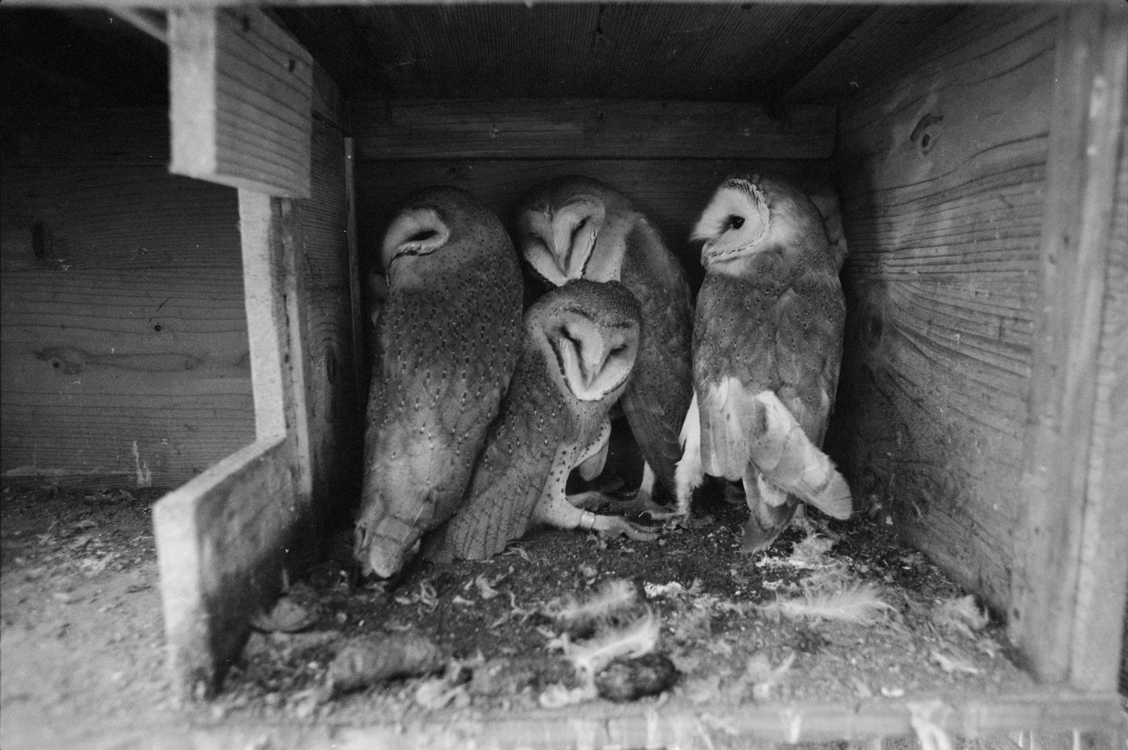Steg, Vogelwarte Milan, Schleiereulen