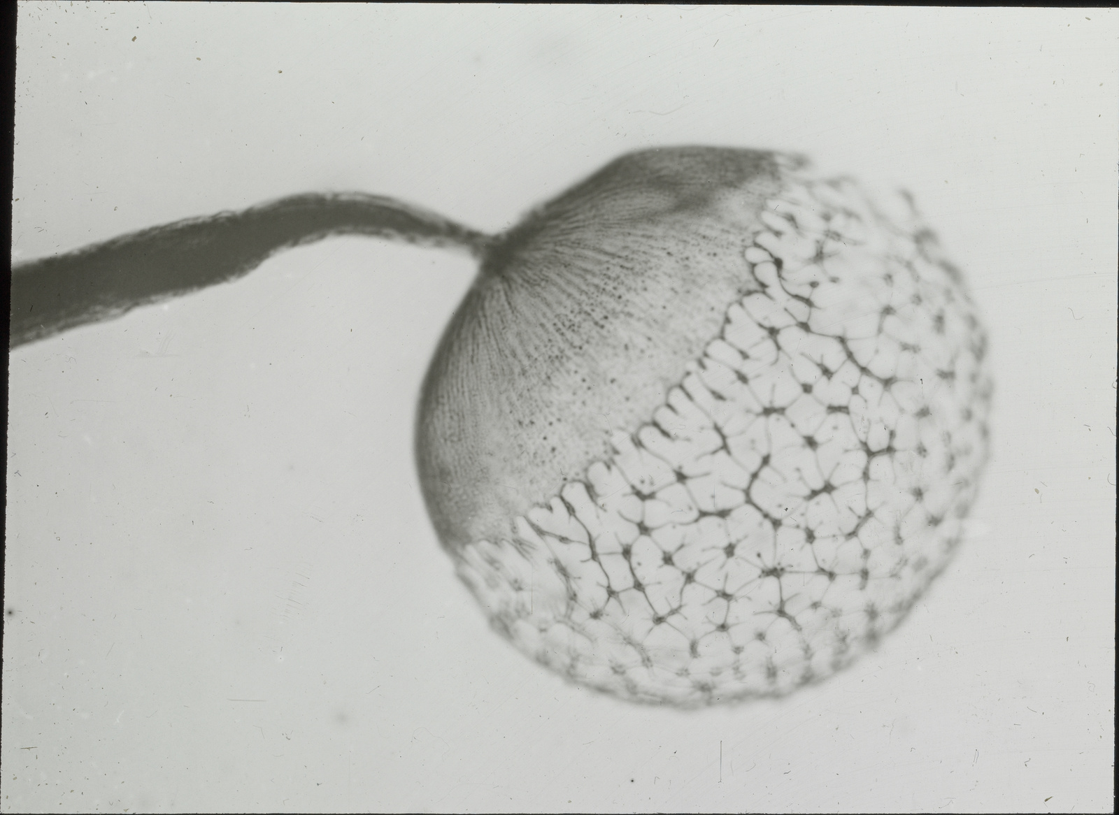 Pilze, Chibraria vulgaris. Kapillitium